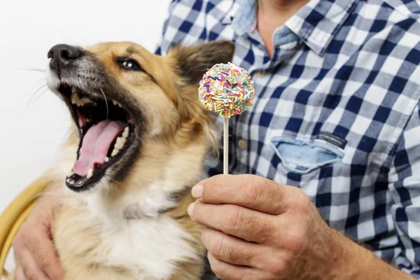 Perro lamiendo pastel pops — Foto de Stock