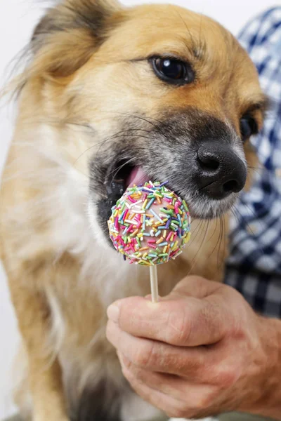 Perro lamiendo pastel pops — Foto de Stock