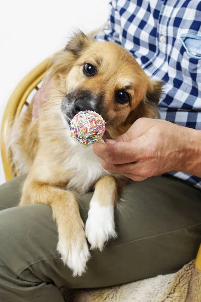 Dog licking cake pops — Stock Photo, Image