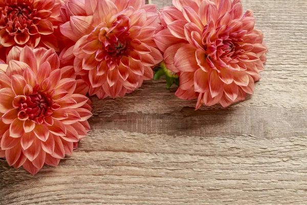 Flores de dahlia cor de laranja em madeira — Fotografia de Stock