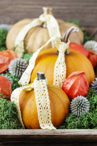 Decoração de casa com abóboras, musgo e physalis . — Fotografia de Stock