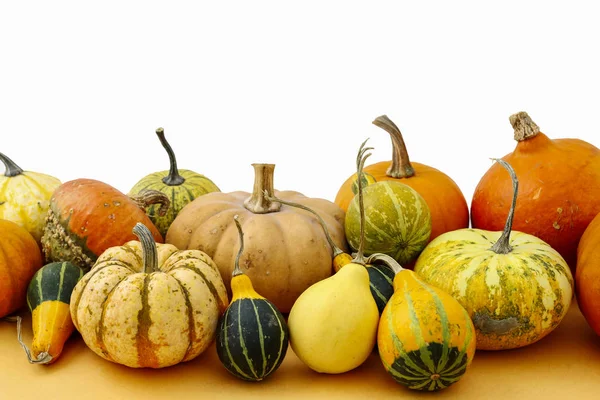 Calabazas sobre fondo naranja . —  Fotos de Stock