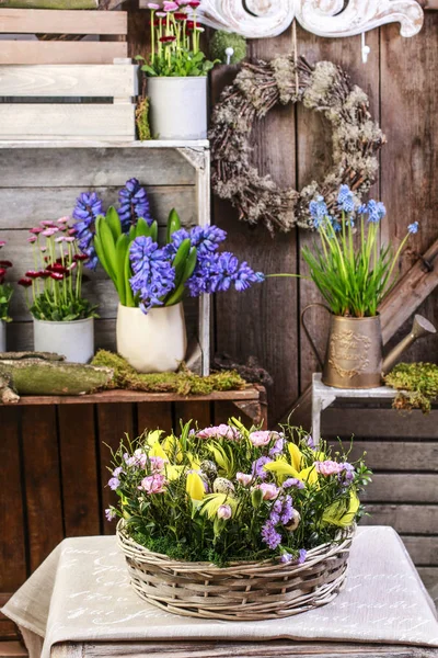 Koš s narcisy, karafiáty a buxus. — Stock fotografie