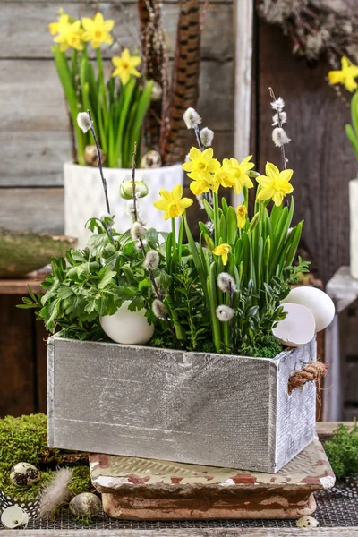 Деревянная коробка с весенними цветами . — стоковое фото