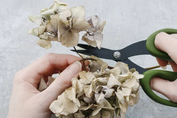 Cómo hacer la corona de la puerta de Navidad con musgo y hortensia seca fl —  Fotos de Stock