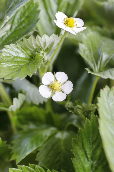 Erdbeerblüten im Garten — Stockfoto