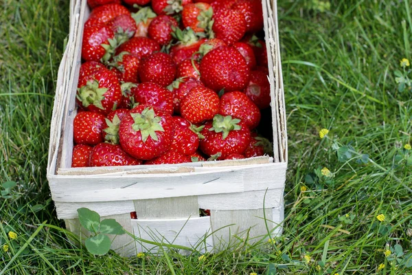 Korb mit Erdbeeren im Garten — Stockfoto