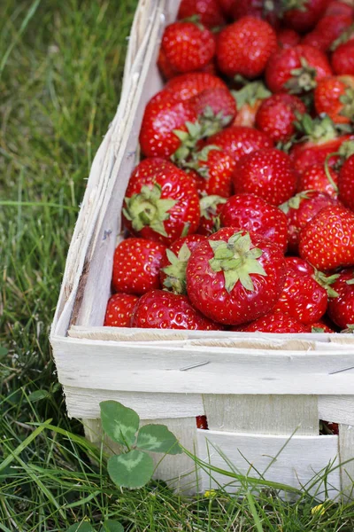 Korb mit Erdbeeren im Garten — Stockfoto