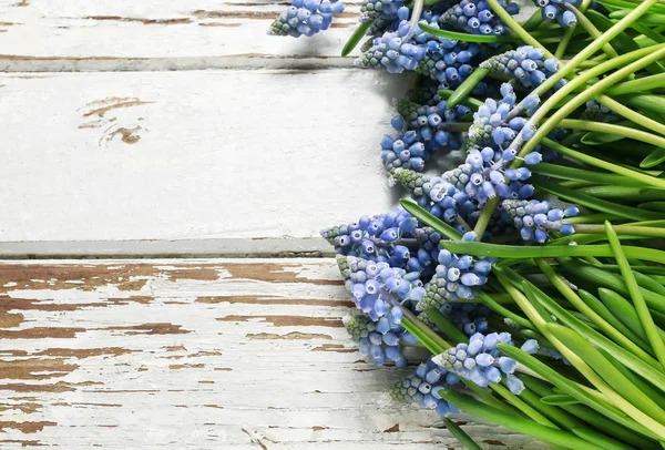 Μπλε muscari λουλούδια (υάκινθος σταφυλιών) σε ξύλο — Φωτογραφία Αρχείου