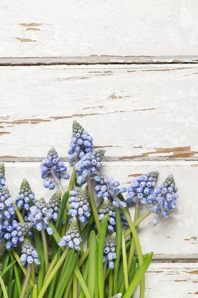 Blaue Muscari-Blüten (Traubenhyazinthe) auf Holz — Stockfoto