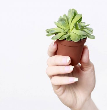 Kadın holding etli bitki