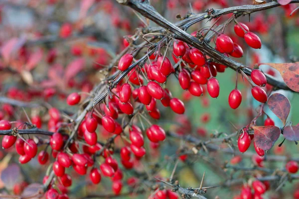 Bahçe Berberis şube