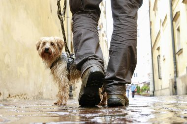 Arnavut kaldırımlı sokakta Köpeğiyle yürüyen adam.