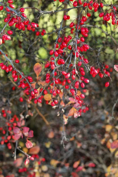 Bahçe Berberis şube — Stok fotoğraf