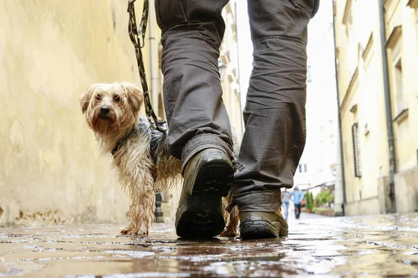 Arnavut kaldırımlı sokakta Köpeğiyle yürüyen adam.