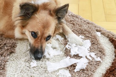 Köpek yırtık kağıtları ile halı üzerinde yalan