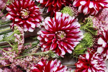 Kırmızı dahlias ve diğer çiçekler