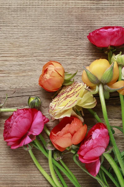 Colorful persian buttercup flowers (ranunculus) on wood — Stock Photo, Image