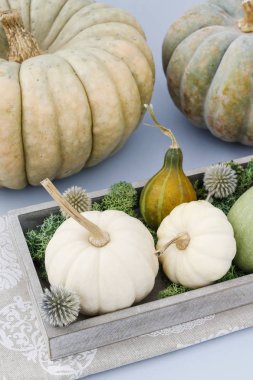 Çiçek düzenleme ile bebek boo kabaklar ve moss