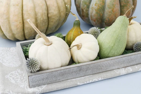 Blumenschmuck mit Baby-Buo-Kürbissen und Moos — Stockfoto