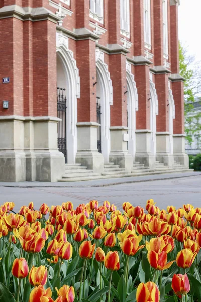 KRAKOW, POLAND - APRIL 17, 2016: Fields of tulips in the city center — Stock Photo, Image