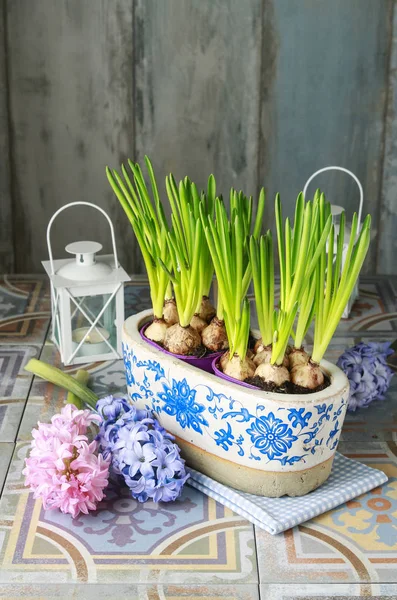 Pot aux fleurs de muscari — Photo