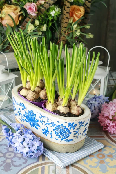 Pot with muscari flowers — Stock Photo, Image