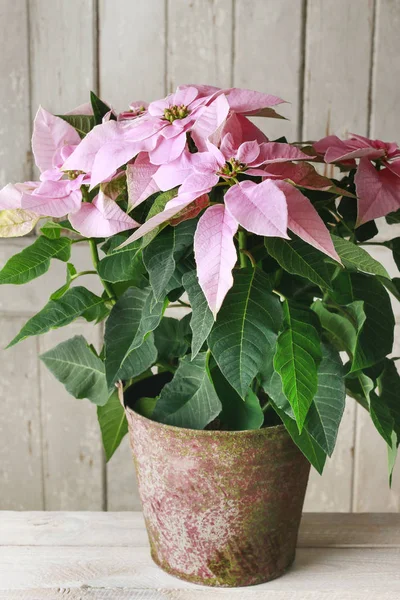 Il fiore di poinsettia (Euphorbia pulcherrima ) — Foto Stock