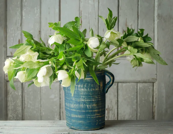 Квіти гельборо (гельборовий орієнталізм) у синій сільській вазі — стокове фото