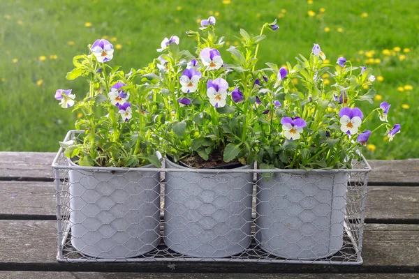 Stiefmütterchen Blumen in grauen Dosen. — Stockfoto