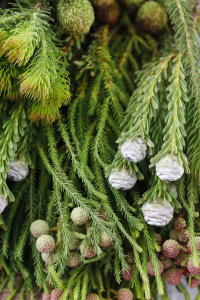 混合植物: ハーブや低木の小枝. — ストック写真