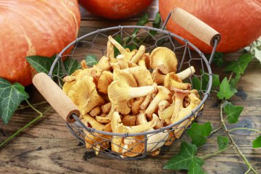 Cantharellus cibarius Cantharellus cibarius mushroo bilinen,