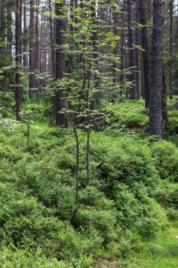 Yeşil yosun halıları olan sulak arazi ormanı.