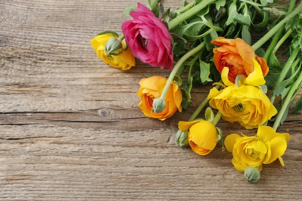 Fleurs perses colorées de buttercup (ranunculus) sur backgr en bois — Photo