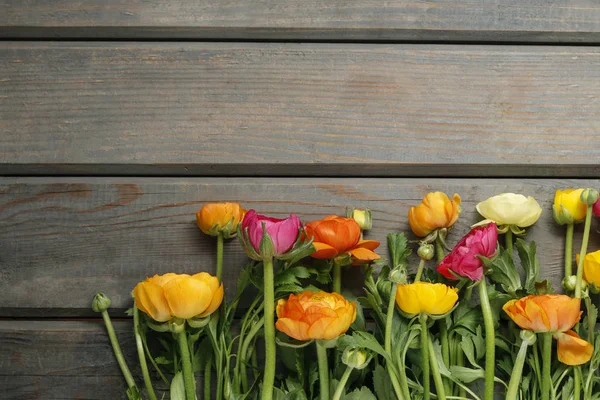 Coloridas flores de buttercup persas (ranunculus) sobre fondo de madera —  Fotos de Stock