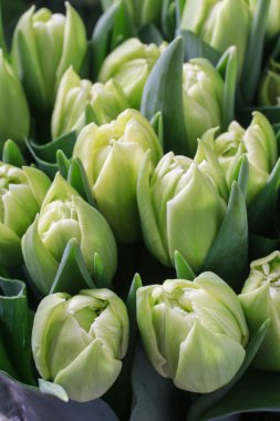 Yeşil Lale arka plan