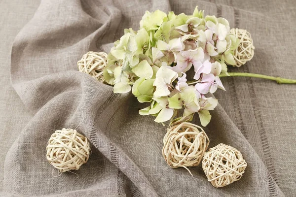 Hortensia (hydrangea) flower and wicker balls — Stock Photo, Image