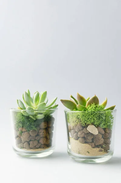 Суккулентные растения в стеклянных контейнерах — стоковое фото