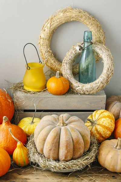 Pumpkins autumn vegetables — Stock Photo, Image