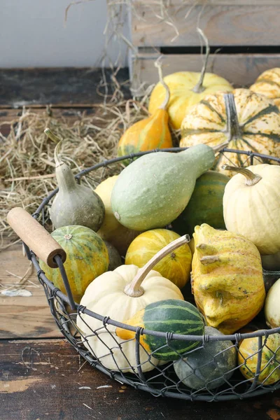 Calabazas verduras de otoño —  Fotos de Stock