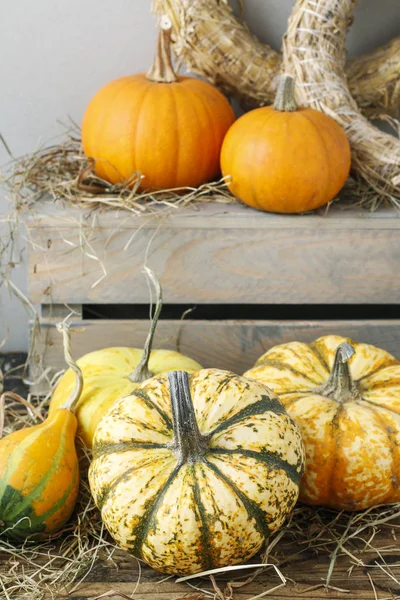 Pumpkins autumn vegetables — Stock Photo, Image