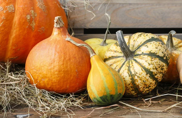 Pumpkins autumn vegetables — Stock Photo, Image