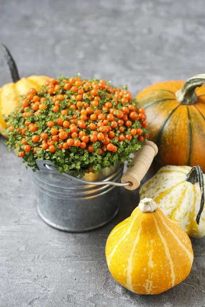 Solanum houseplant in silver bucket, pumpkins in the background. — Stock Photo, Image