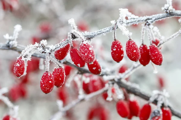 Berberis ramo sob neve pesada e gelo — Fotografia de Stock