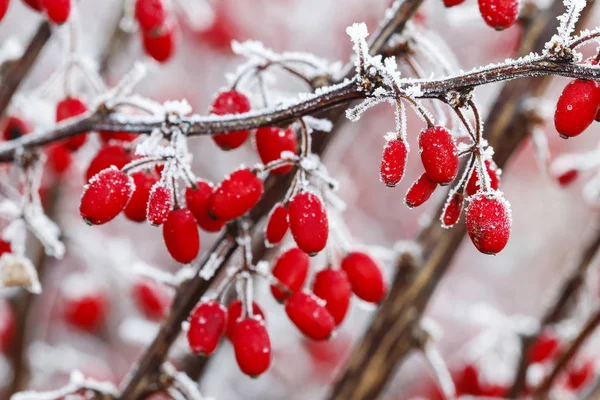 Berberis ramo sob neve pesada e gelo — Fotografia de Stock