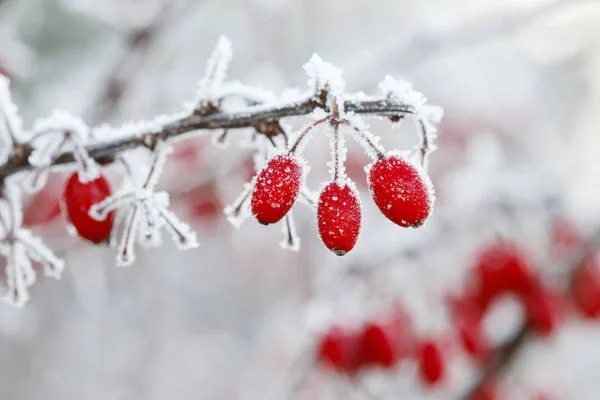 Berberis větev pod těžký sníh a LED — Stock fotografie