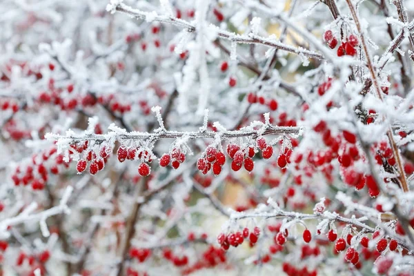 Branche Berberis sous la neige et la glace épaisses — Photo