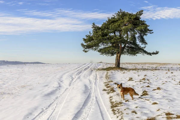 하나의 나무와 겨울에 개 — 스톡 사진