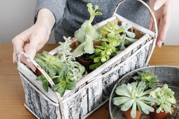 여자 심기 succulents — 스톡 사진