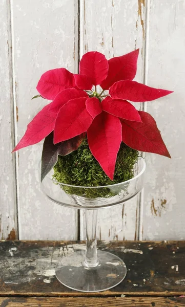 Come fare la decorazione della tavola di Natale con il fiore di poinsettia rosso — Foto Stock